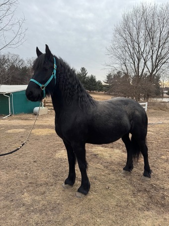 "Minerva" Black Mare Friesian