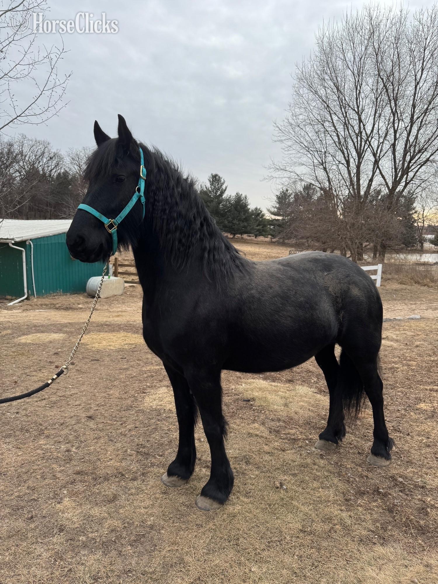 "Minerva" Black Mare Friesian in Wisconsin