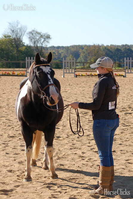 14.2hh Gelding for Lease -  in North Carolina