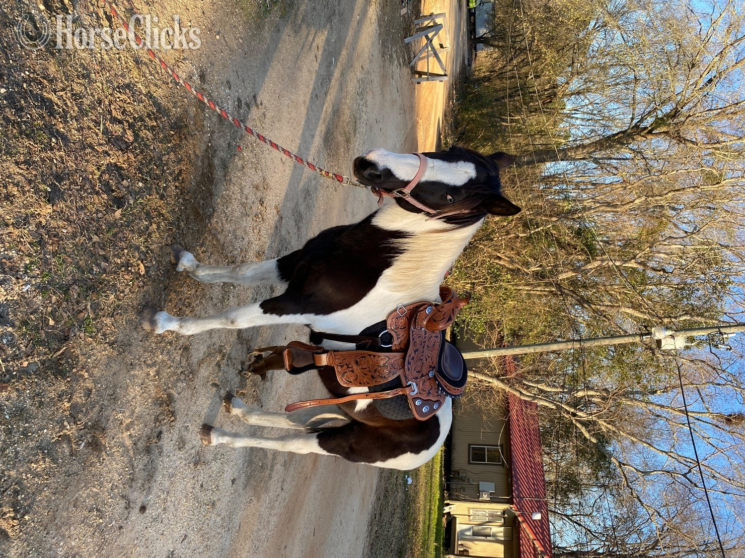 "Oreo" Black Gelding Paint in Alabama