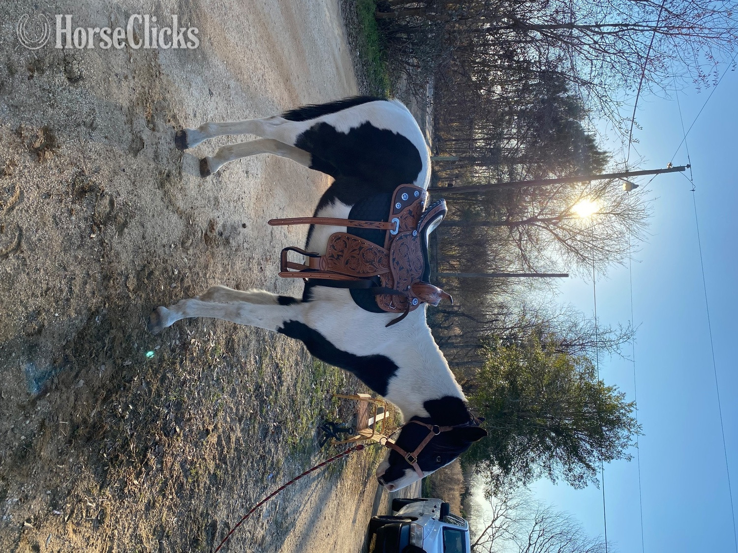 "Oreo" Black Gelding Paint