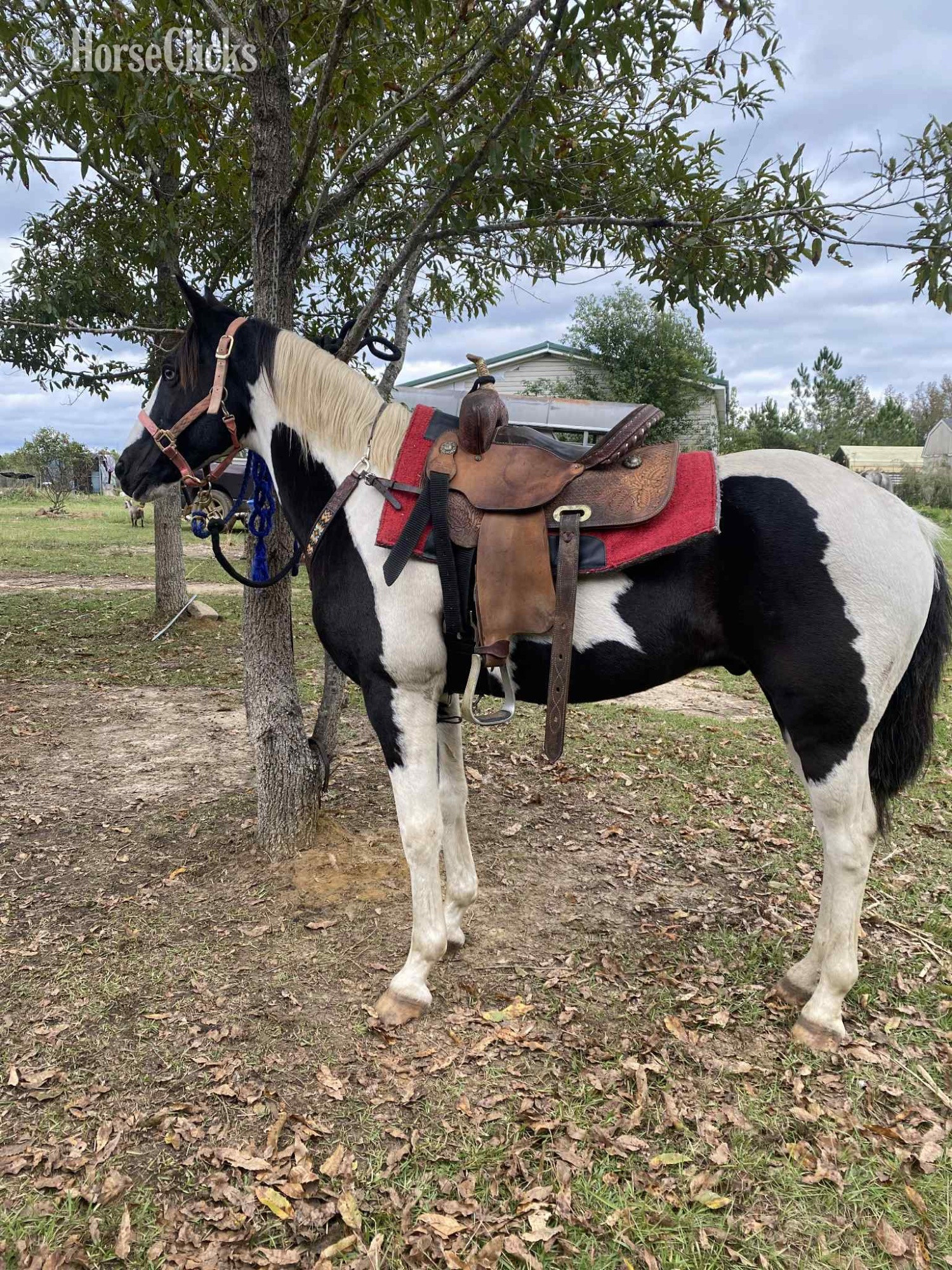 Alabama "Oreo" Black Gelding Paint