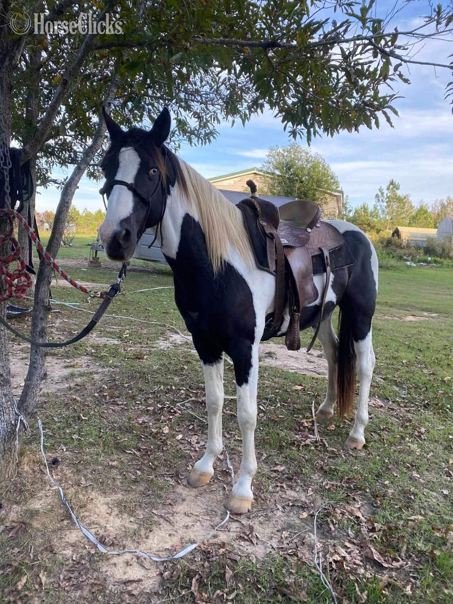 "Oreo" Black Gelding Paint - Paint in Alabama