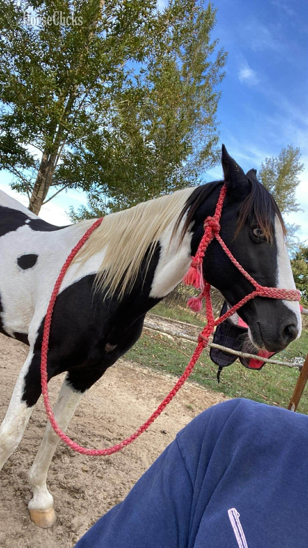 "Oreo" Black Gelding Paint - Paint