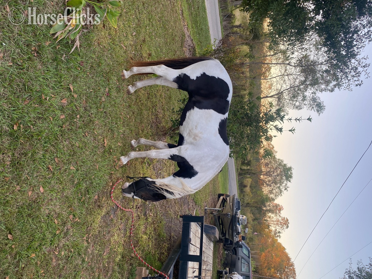 "Oreo" Black Gelding Paint Alabama