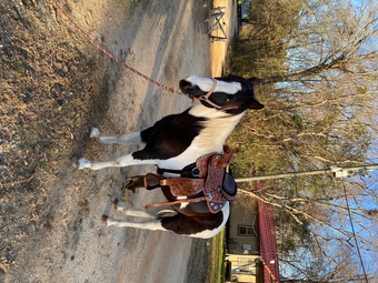 "Oreo" Black Gelding Paint