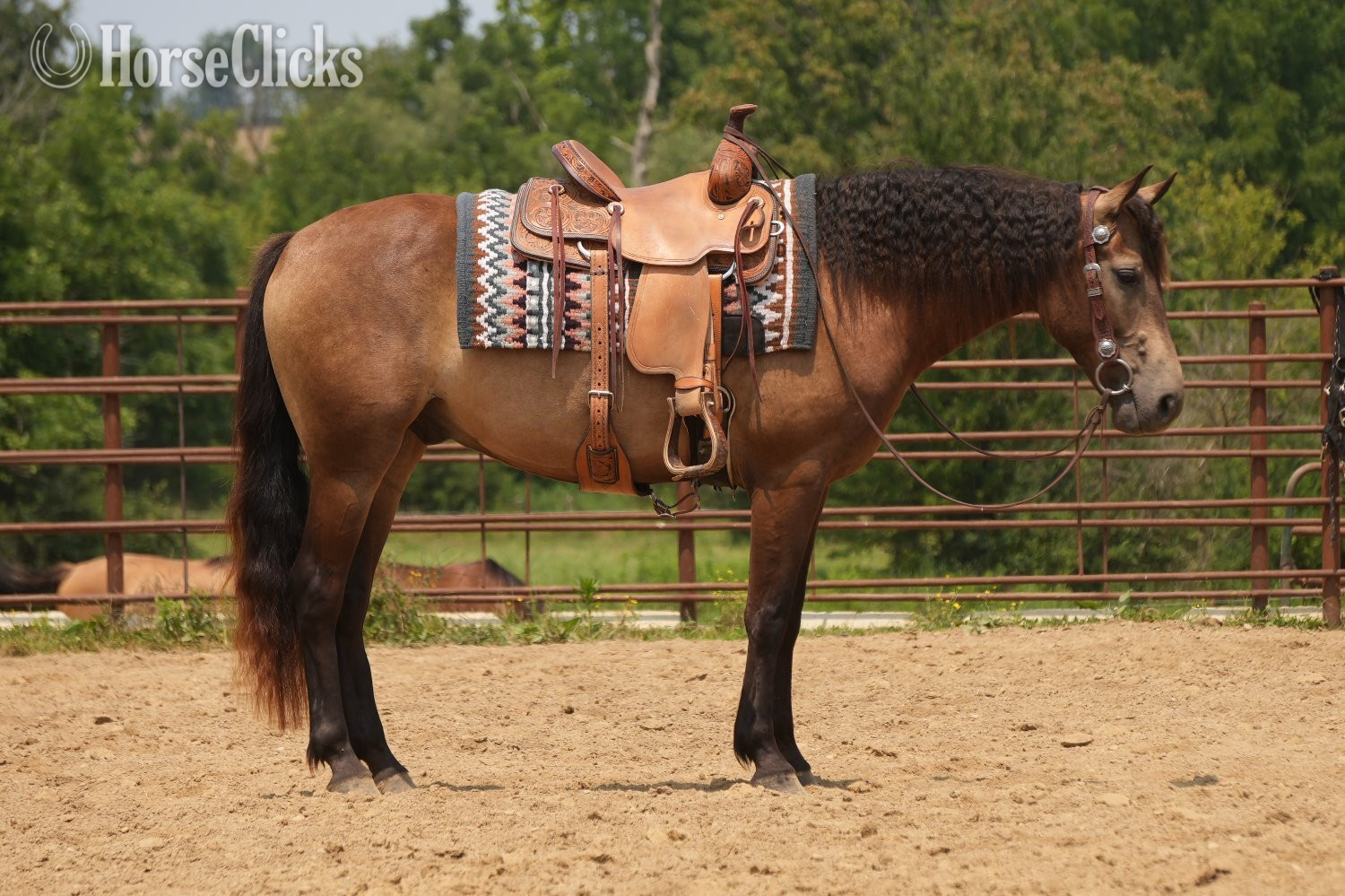 "Bandit" Buckskin Gelding Quarter Horse in Ohio