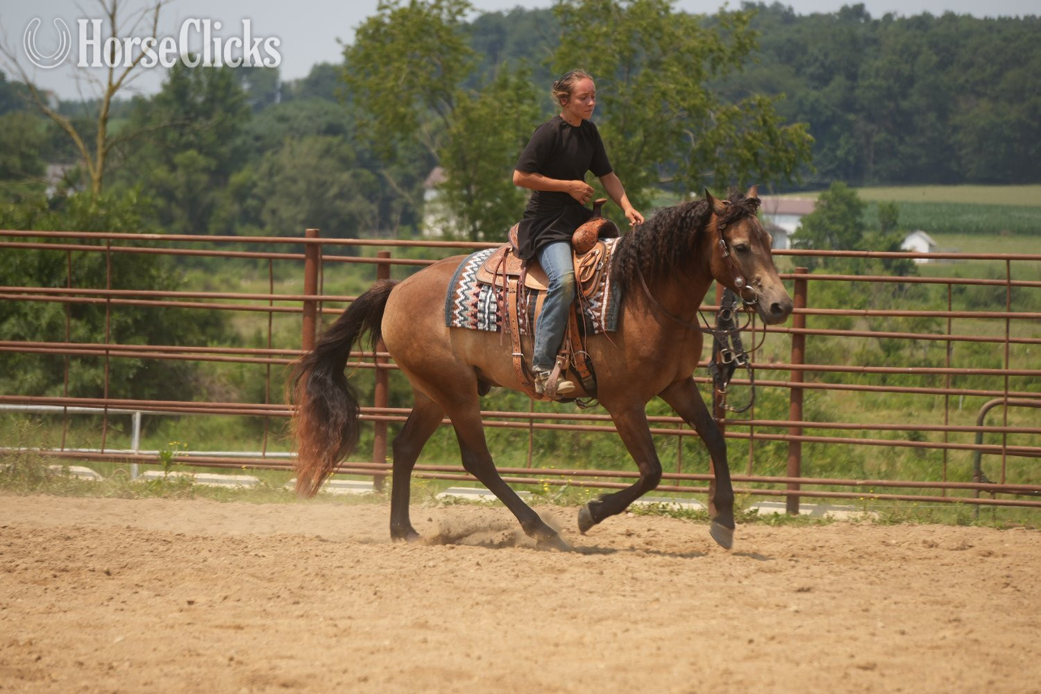 "Bandit" Buckskin Gelding Quarter Horse