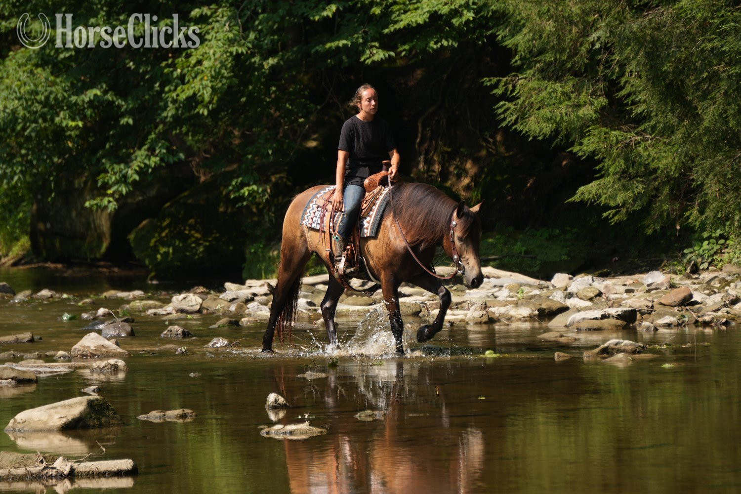 "Bandit" Buckskin Gelding Quarter Horse - Quarter Horse