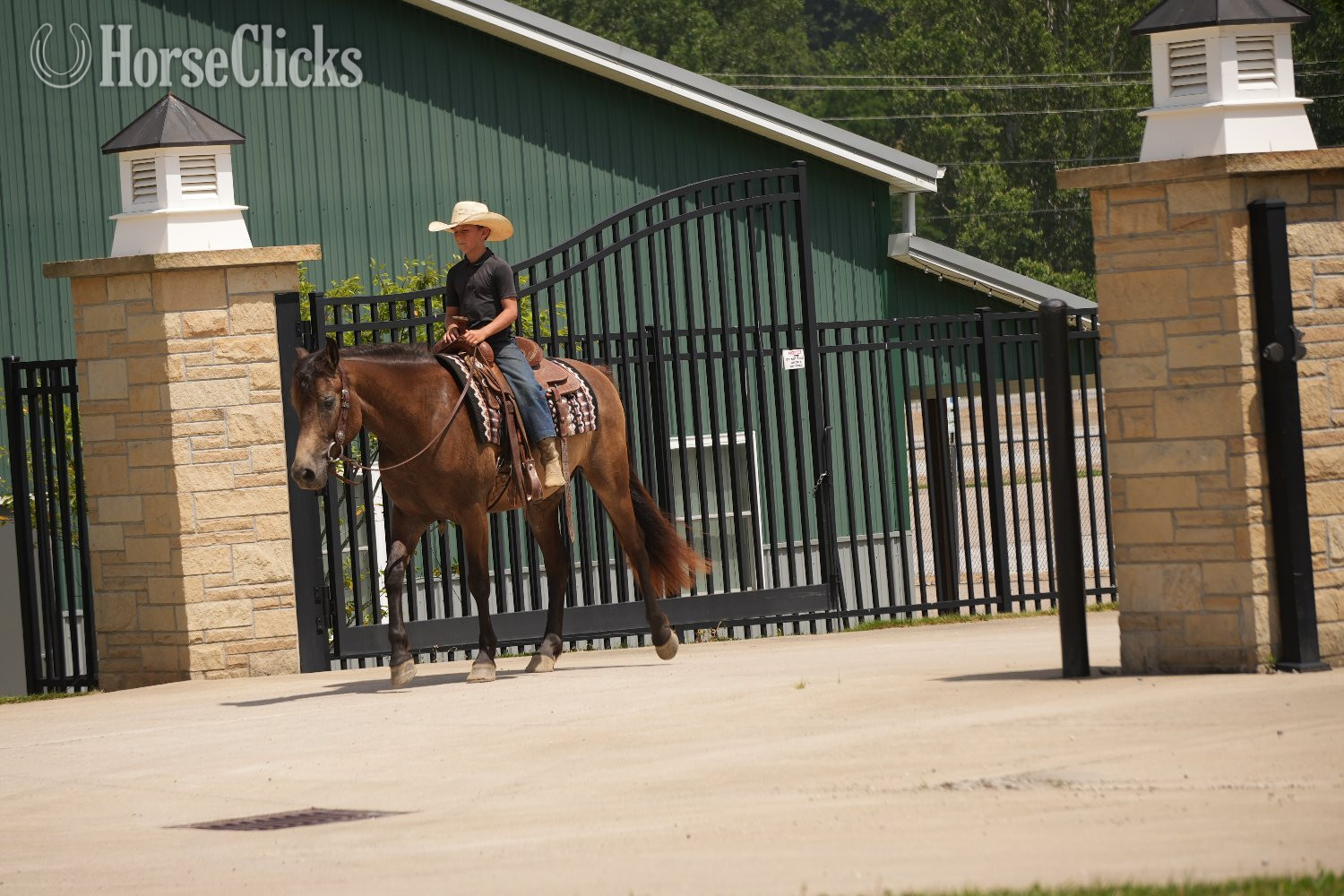Quarter Horse - "Bandit" Buckskin Gelding Quarter Horse in Ohio