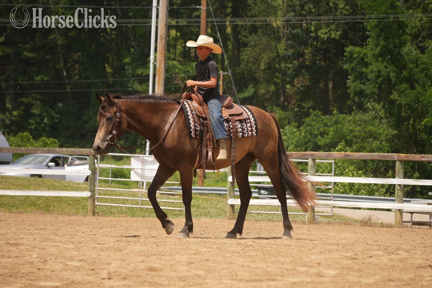 Quarter Horse - "Bandit" Buckskin Gelding Quarter Horse