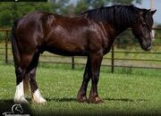 "Forrest" Black Gelding Gypsy Vanner