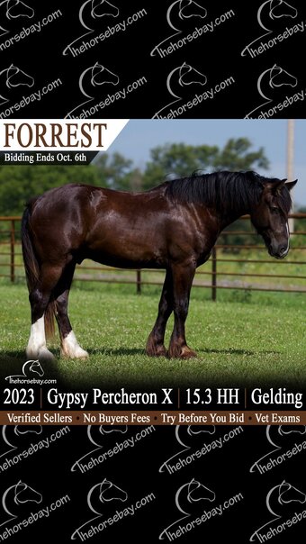 "Forrest" Black Gelding Gypsy Vanner