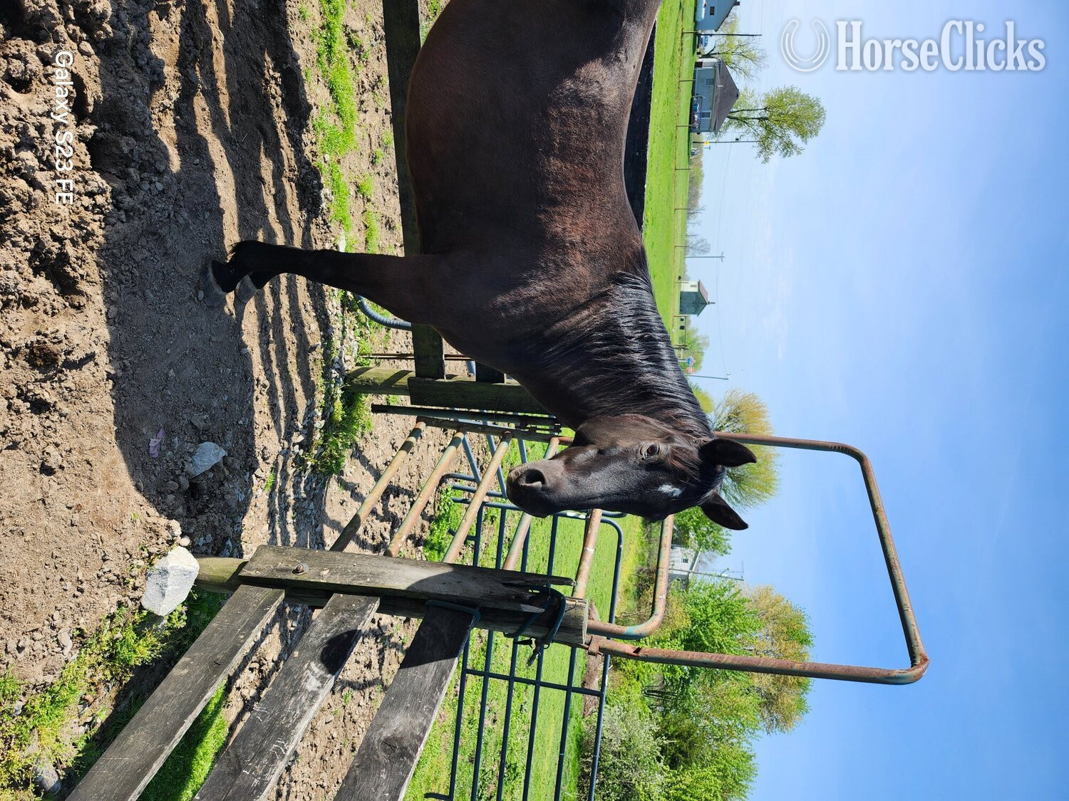 "Rusty Blue Dutchess" Black Mare Quarter Horse in Indiana