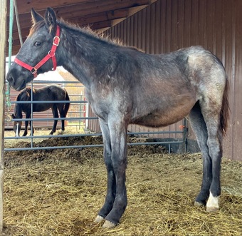 "Prada " Blue Roan Filly Draft