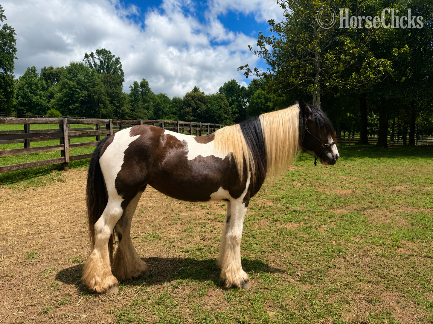 "Black Orchid Arabella “Ari”" Piebald Filly Gypsy Vanner in Georgia