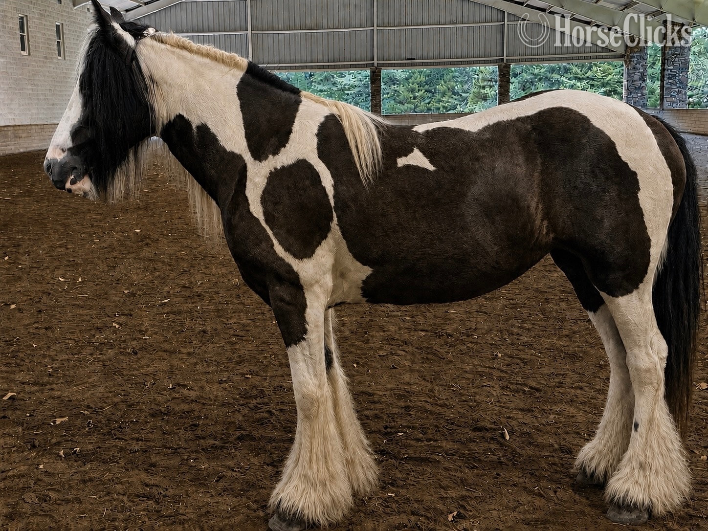 "Black Orchid Arabella “Ari”" Piebald Filly Gypsy Vanner