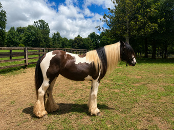 "Black Orchid Arabella “Ari”" Piebald Filly Gypsy Vanner