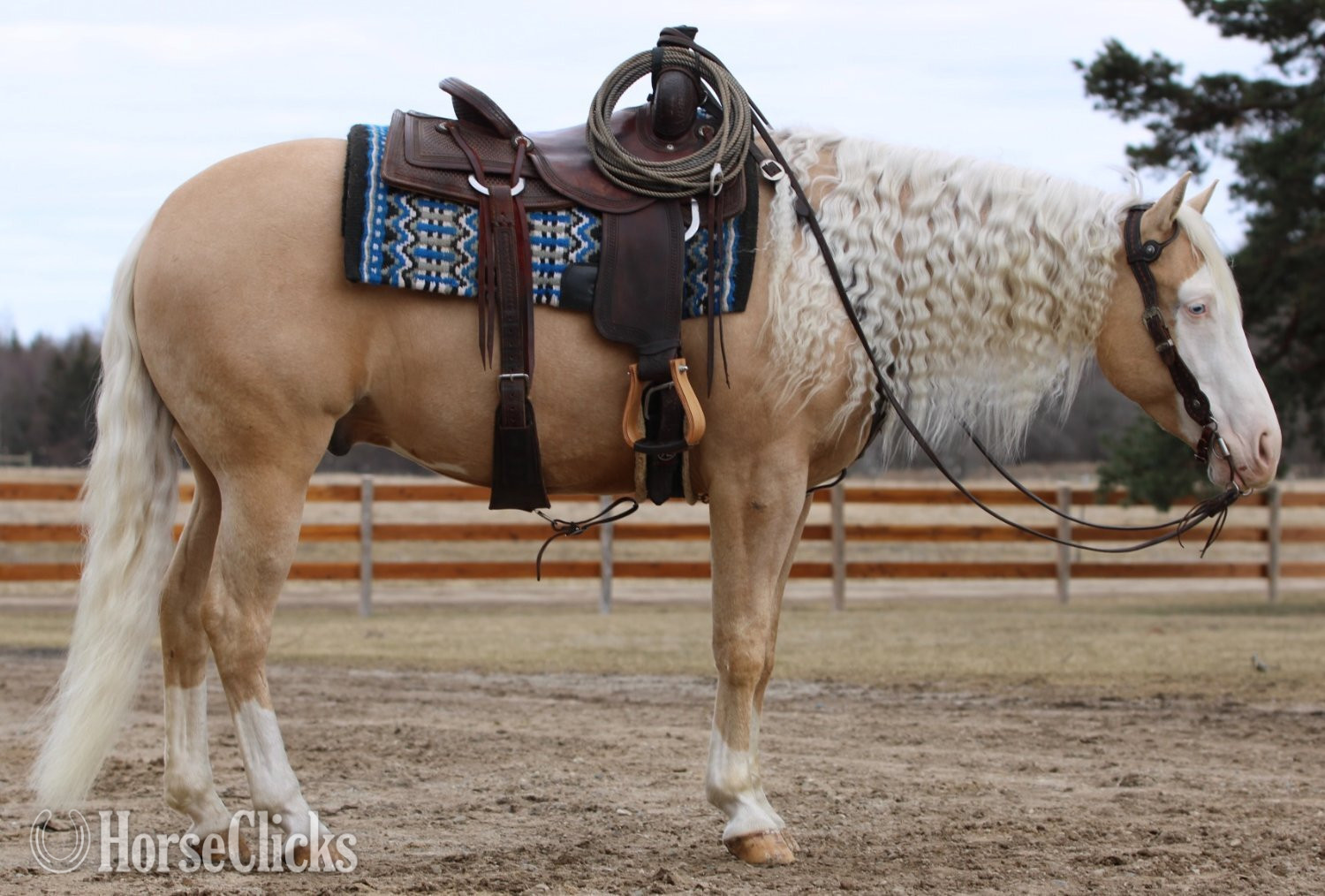 "Smart Shooters Shine" Palomino Gelding Quarter Horse in Michigan
