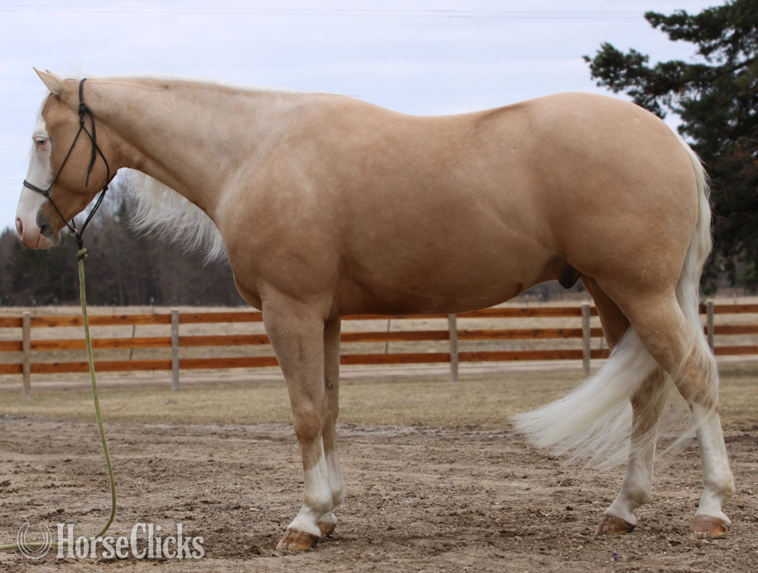 "Smart Shooters Shine" Palomino Gelding Quarter Horse