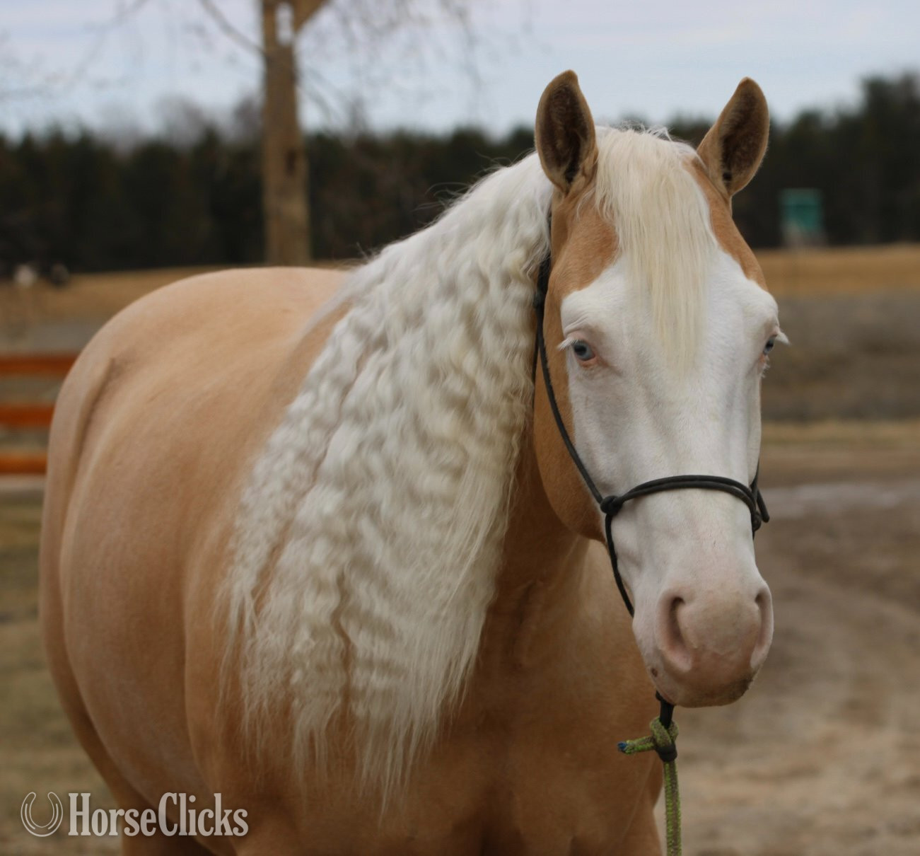 Michigan "Smart Shooters Shine" Palomino Gelding Quarter Horse