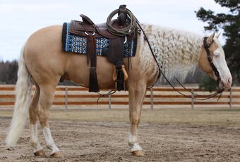 "Smart Shooters Shine" Palomino Gelding Quarter Horse