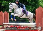 "Coolio" Grey Gelding Draft