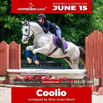 "Coolio" Grey Gelding Draft