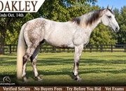 "Oakley" Grey Gelding Quarter Horse