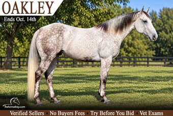 "Oakley" Grey Gelding Quarter Horse