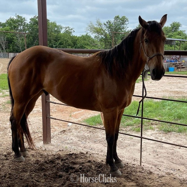 "Tabasco" Buckskin Gelding Quarter Horse