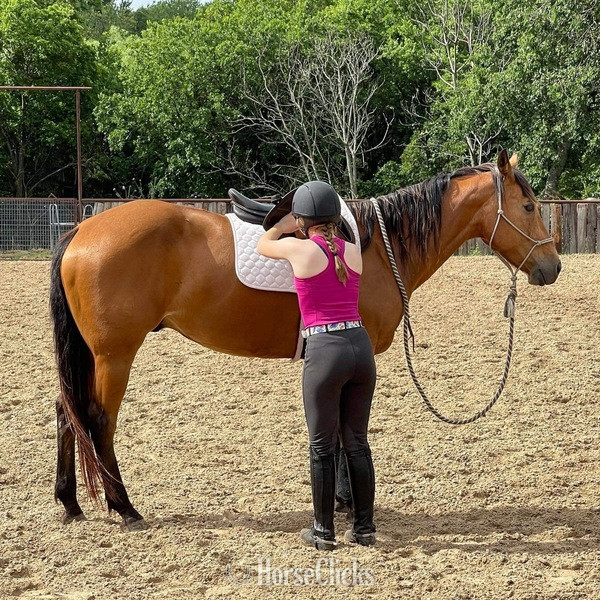 Texas "Tabasco" Buckskin Gelding Quarter Horse