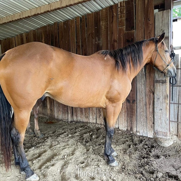 "Tabasco" Buckskin Gelding Quarter Horse in Texas