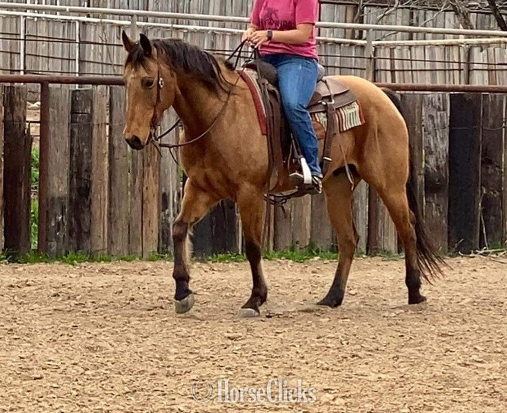 "Tabasco" Buckskin Gelding Quarter Horse - Quarter Horse in Texas
