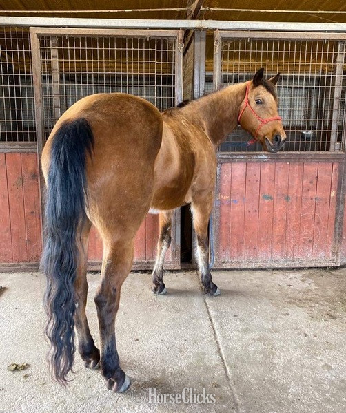 "Tabasco" Buckskin Gelding Quarter Horse - Quarter Horse