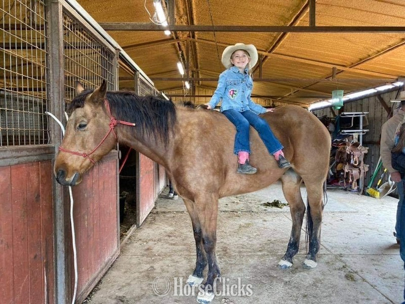 "Tabasco" Buckskin Gelding Quarter Horse Texas