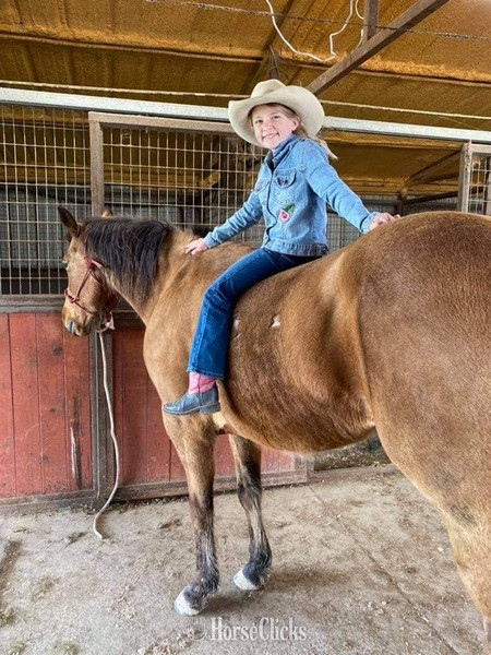 Quarter Horse - "Tabasco" Buckskin Gelding Quarter Horse in Texas
