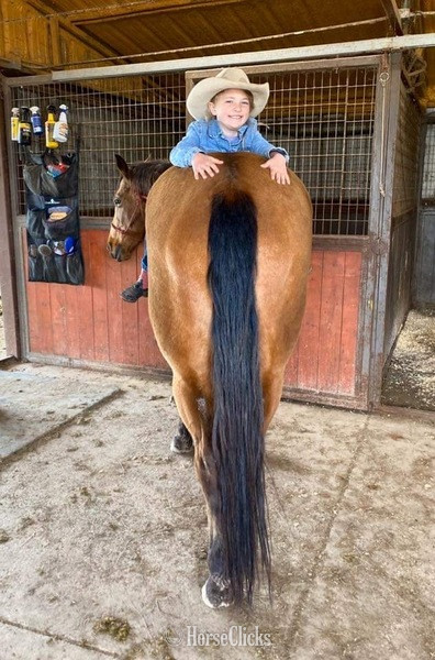 Quarter Horse - "Tabasco" Buckskin Gelding Quarter Horse