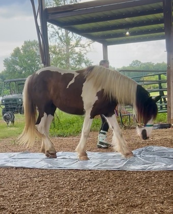 "Kya" Piebald Filly Gypsy Vanner