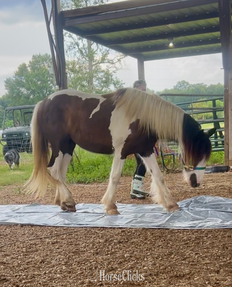 "Kya" Piebald Filly Gypsy Vanner in Mississippi