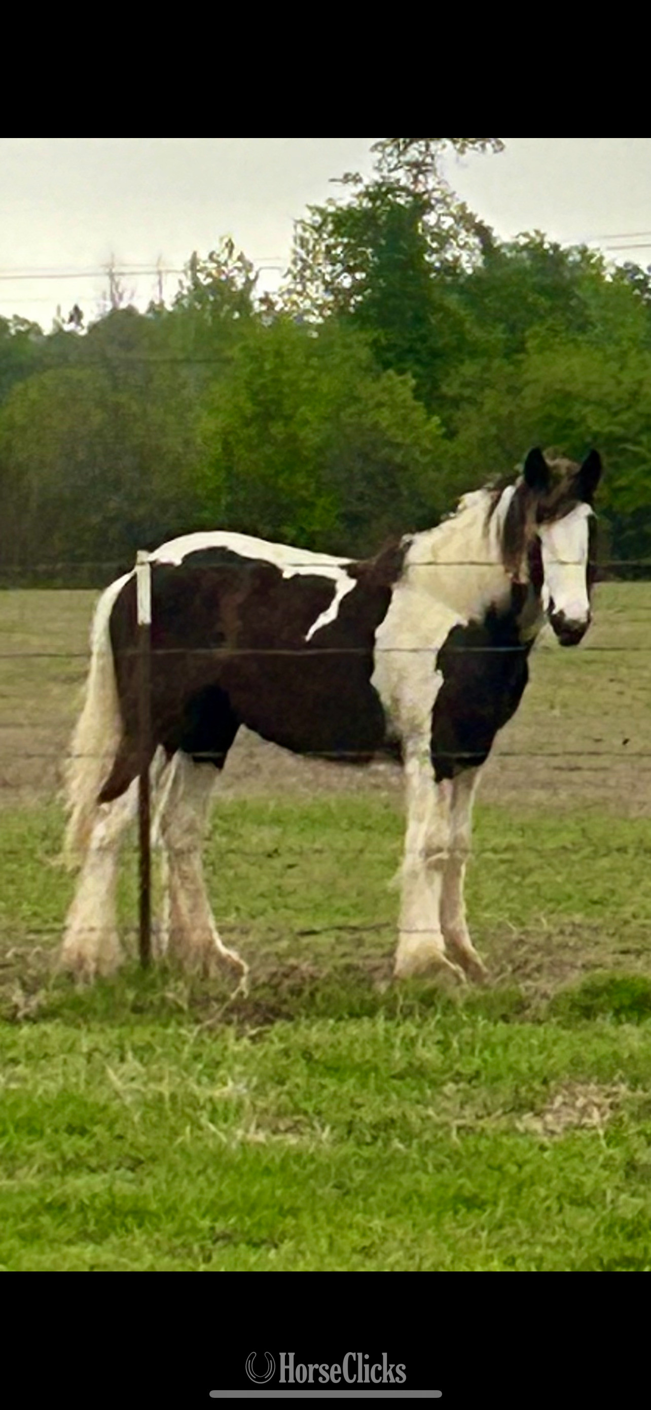 "Kya" Piebald Filly Gypsy Vanner