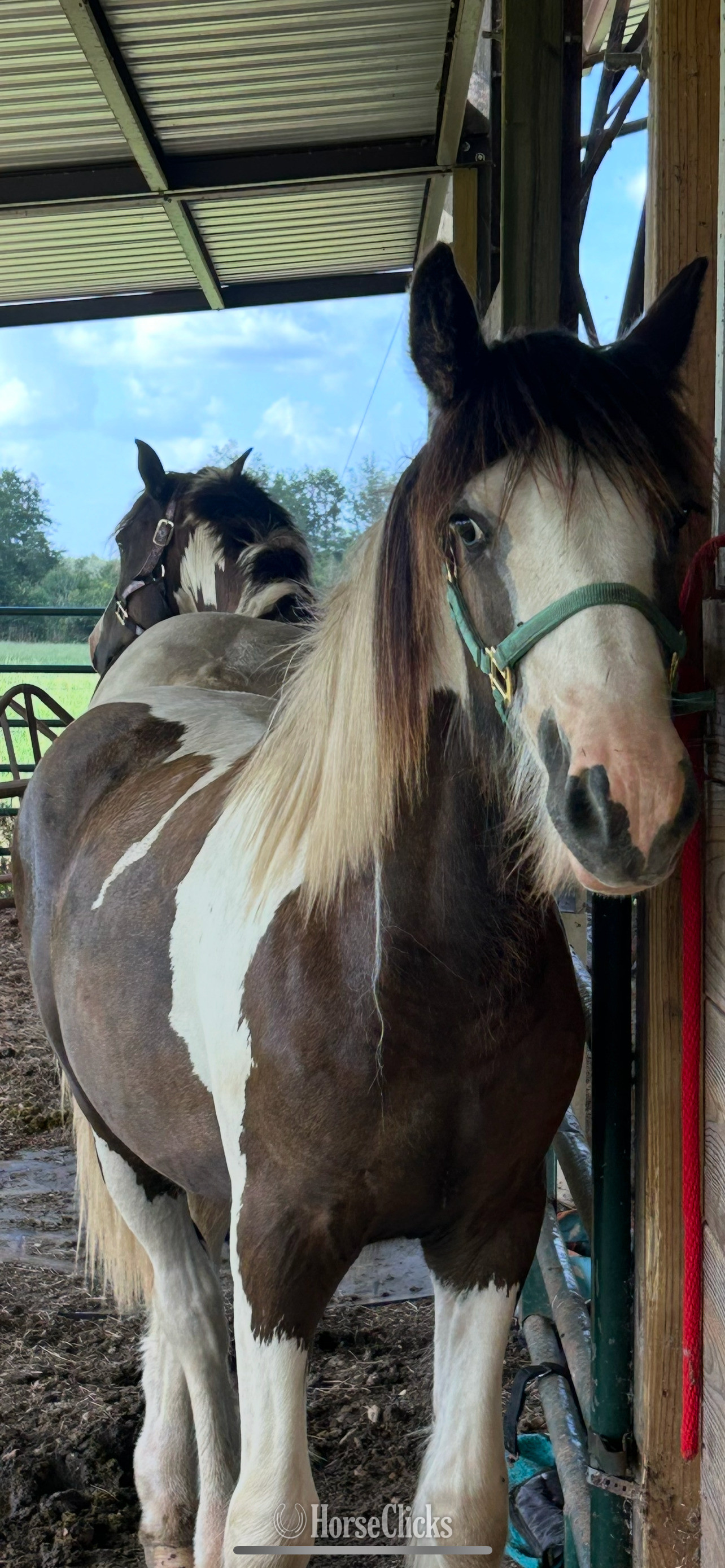 Mississippi "Kya" Piebald Filly Gypsy Vanner
