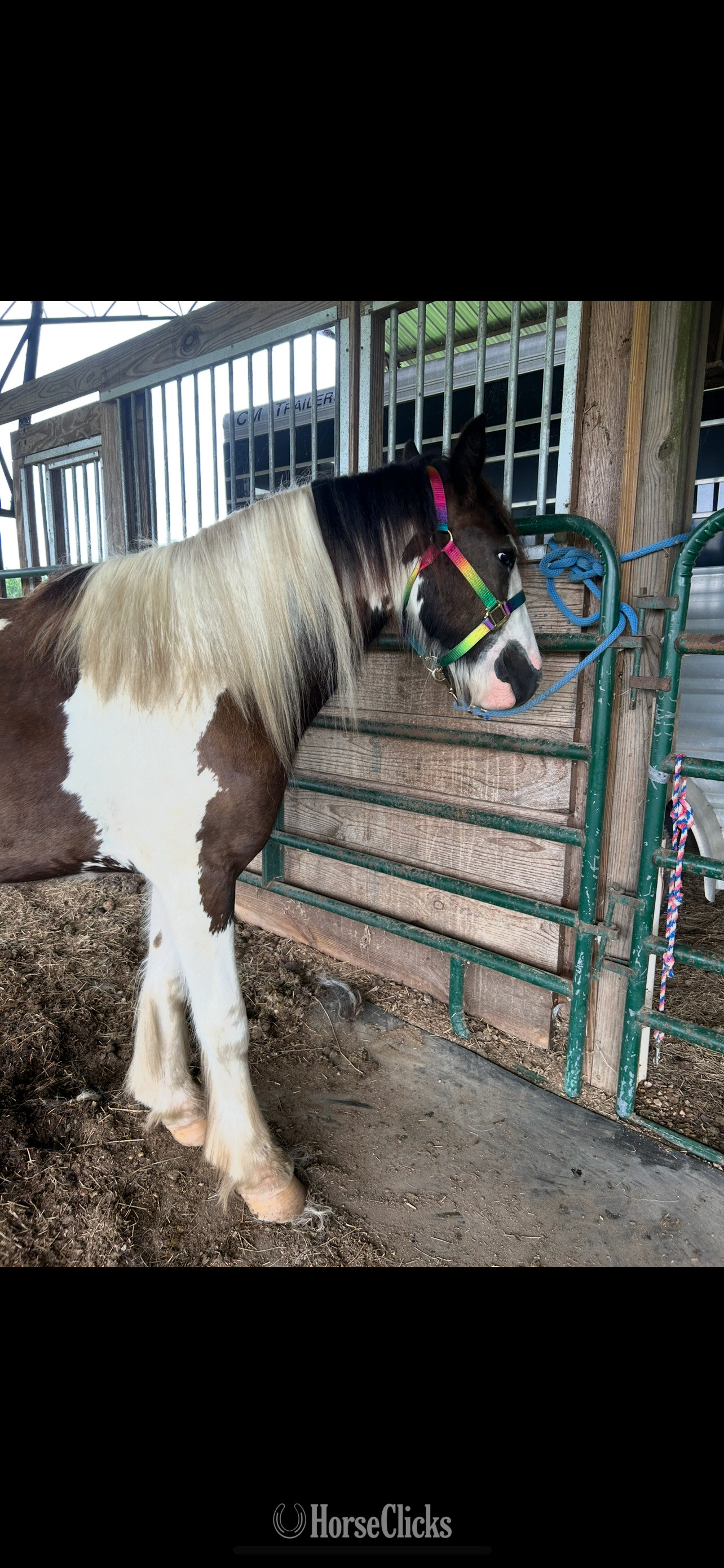 "Kya" Piebald Filly Gypsy Vanner - Gypsy Vanner in Mississippi