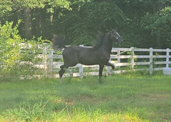 "UNREALISTIC" Black Filly Dutch Warmblood