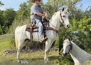 "GUS" Grey Gelding Kentucky Mountain