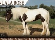 "Nuala Rose" Piebald Mare Gypsy Vanner