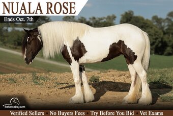 "Nuala Rose" Piebald Mare Gypsy Vanner