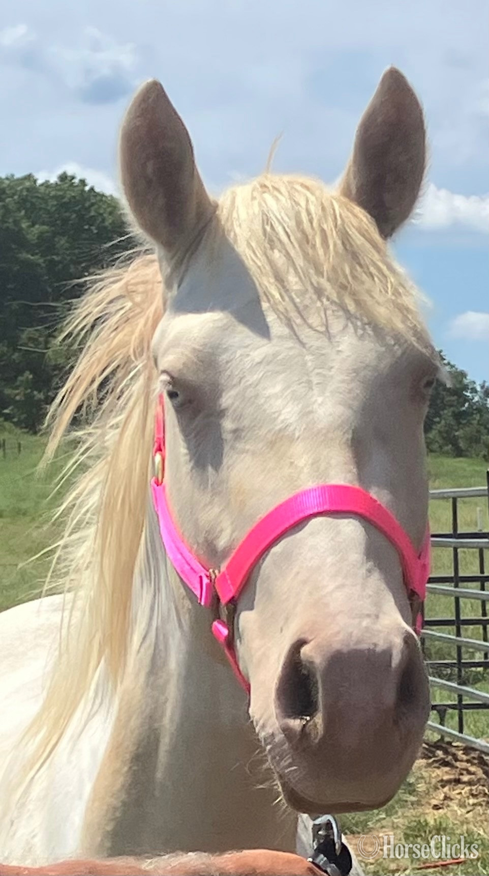 "Heavenly " Perlino Filly Draft in Missouri