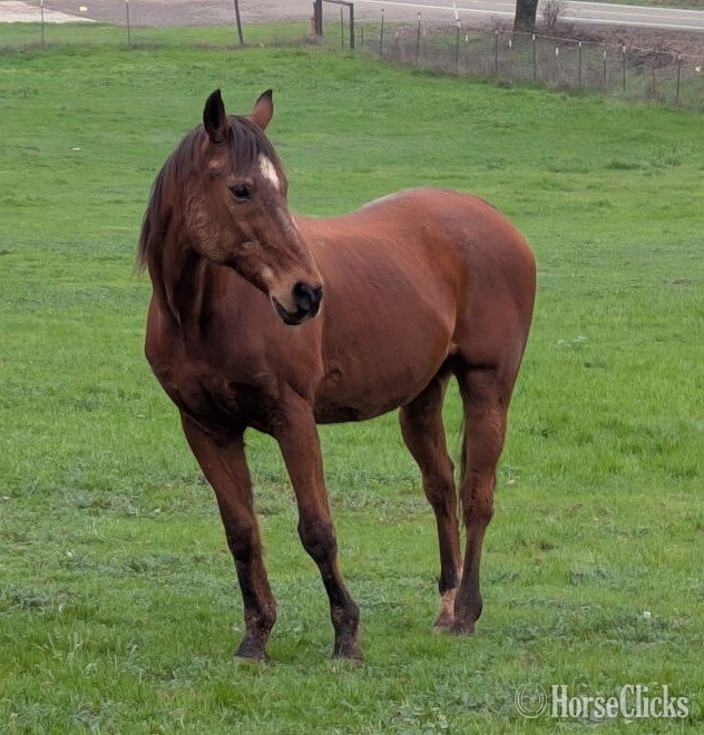 "TOOTHLESS - Non-Riding Companion" Bay Gelding Quarter Horse in California