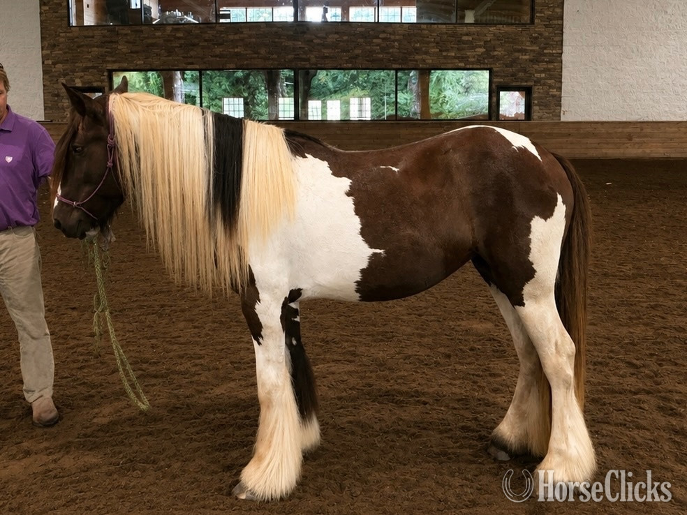 "Violet Sunrise “Lottie”" Piebald Filly Gypsy Vanner in Georgia
